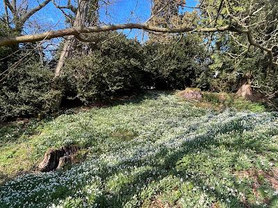 Snowdrops at Easton Walled Gardens