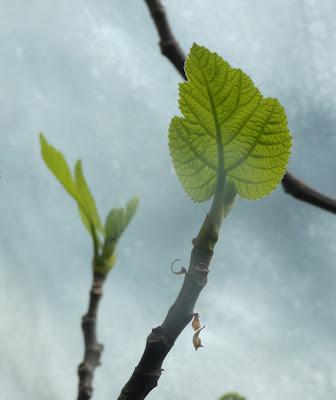 In the Greenhouse, the Fig Tree Reaches for the Light