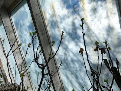 In the Greenhouse, the Fig Tree Reaches for the Light