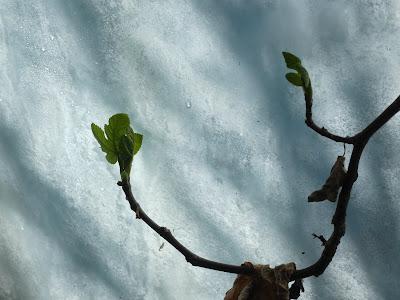 In the Greenhouse, the Fig Tree Reaches for the Light