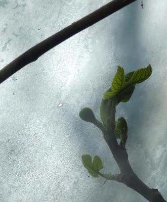In the Greenhouse, the Fig Tree Reaches for the Light