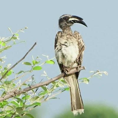 RAINY SEASON IN SONGO, ZIMBABWE: Spectacular Birds and More, Guest Post by Karen Minkowski