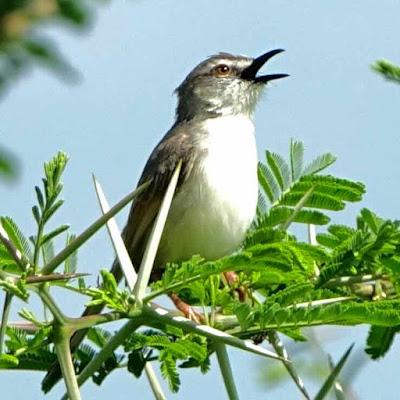 RAINY SEASON IN SONGO, ZIMBABWE: Spectacular Birds and More, Guest Post by Karen Minkowski