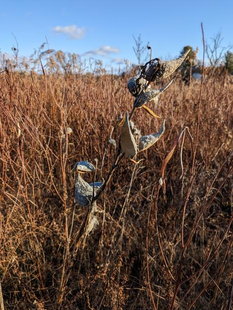 Milkweed