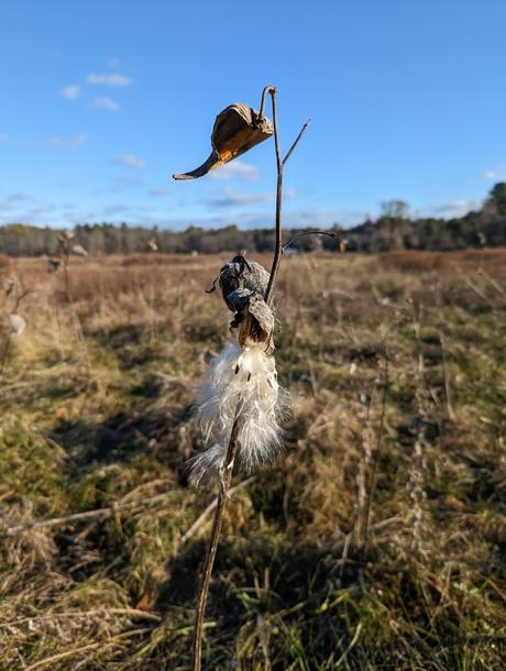 Milkweed