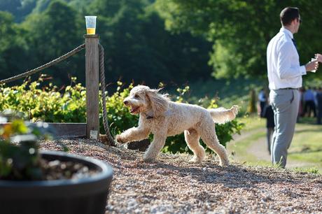 a labradoodle running at a wedding