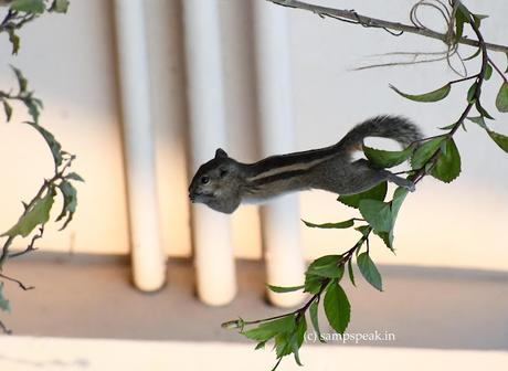 cute Squirrel hanging upside down ! -  ācweorna ?!?!