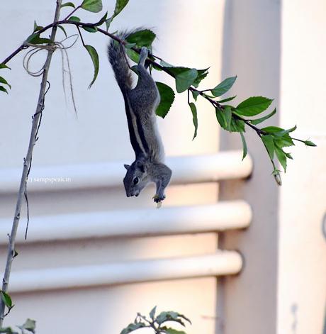 cute Squirrel hanging upside down ! -  ācweorna ?!?!