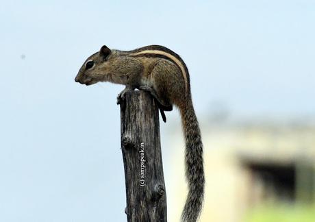 cute Squirrel hanging upside down ! -  ācweorna ?!?!