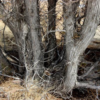 Tree Following in March ... almost spring!