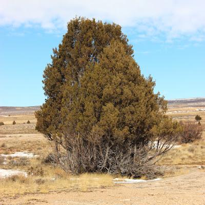 Tree Following in March ... almost spring!