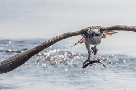 Osprey Fishing for Dinner