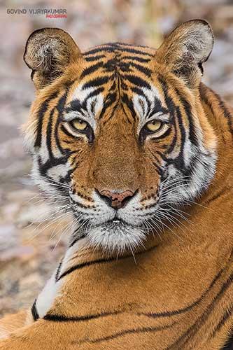 Tigress Portrait