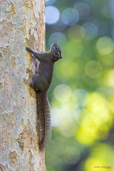 Selective Focus in Wildlife Photography