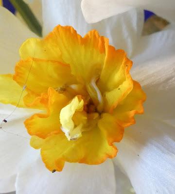 Goodbye to the Daffodils?