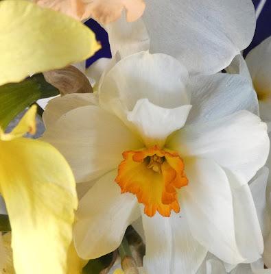 Goodbye to the Daffodils?