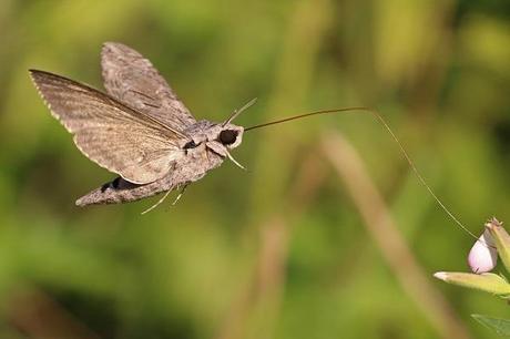 Moths: Love bugs