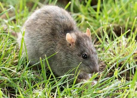 Rats: Mischievous feelers