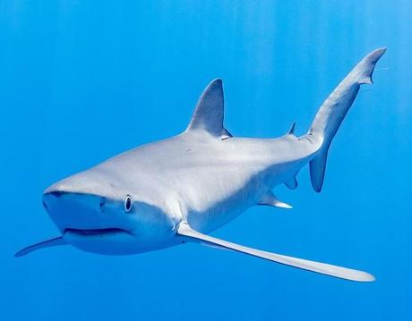 Sharks: Natural-born hunters