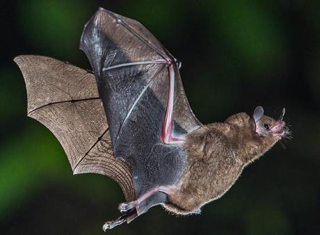 Bats: Sound-trippers