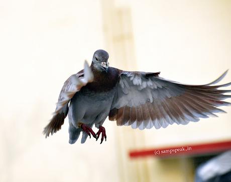 Pigeon -  Bumrah style !!