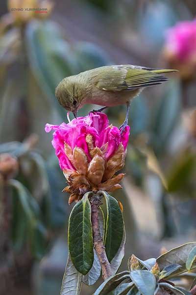 33 Best Bird Photography Tips for Stunning Bird Shots