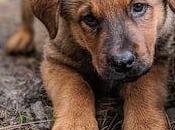 Four-Legged Life Matters