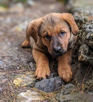 Four-Legged Life Matters Too Four-Legged Life Matters Too