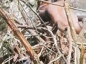 Bodies Missing Children Found