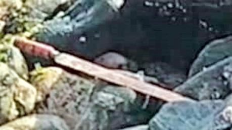 Sword used to sever hands found