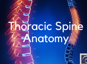 Thoracic Spine Anatomy Exploring Parts Functions