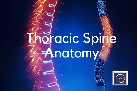 Thoracic Spine Anatomy – Exploring Parts And Functions
