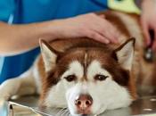 What Hepatitis Dogs? Treatment Herbal Remedies
