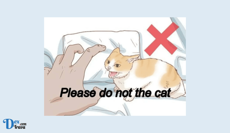 Please Do Not the Cat Meme