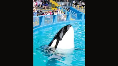 Lolita set for release after  50 years