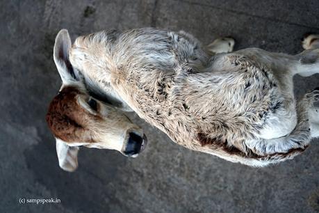 Thing of beauty ! - நின்னயே ரதி என்று !!