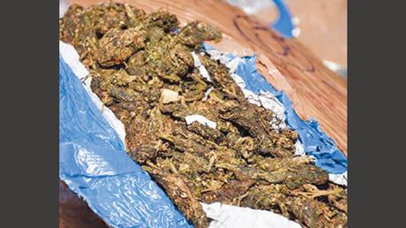 Over Rs.141 Mn worth Kerala Cannabis seized