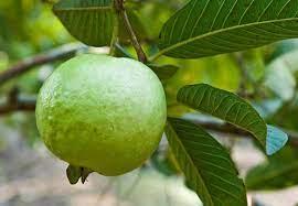 How to Grow Guava from Seeds: 10 Ideas