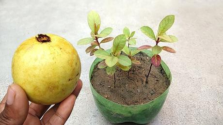 How to Grow Guava from Seeds: 10 Ideas