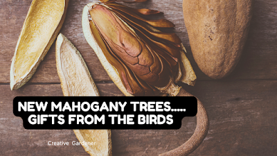 From Seed to Mighty Tree: The Joy and Beauty of Growing Mahogany Trees