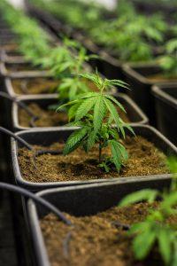 Which CBD Product Is Right For Me?