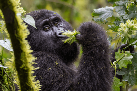 7 Travel Tips for Your Gorilla Trekking Safari