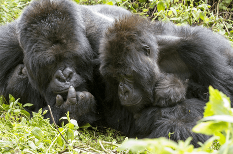 7 Travel Tips for Your Gorilla Trekking Safari