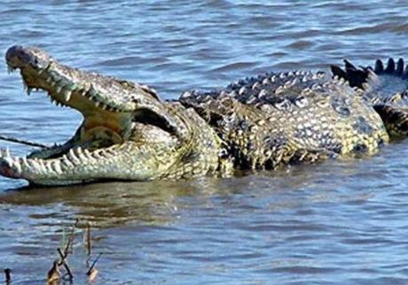 Nile Crocodiles