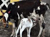 SEvak Calf Religious Symbol