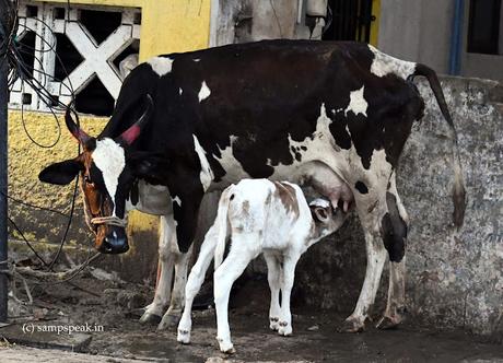 Gau SEvak . .. ... Cow and Calf - is Cow a religious symbol ?!?