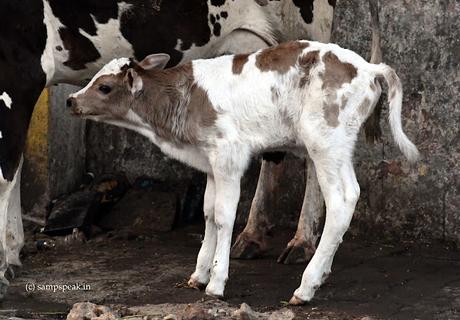 Gau SEvak . .. ... Cow and Calf - is Cow a religious symbol ?!?