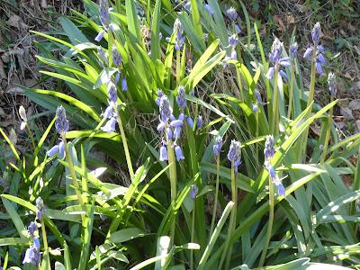 White Apple Bloom, Pink Cones, and Bluebells