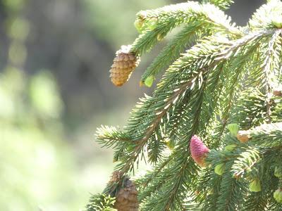 White Apple Bloom, Pink Cones, and Bluebells