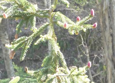 White Apple Bloom, Pink Cones, and Bluebells